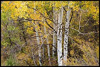 Aspen in autumn. Black Canyon of the Gunnison National Park, Colorado, USA. (color)