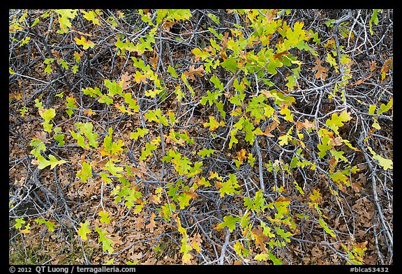 Gambel Oak and leaves. Black Canyon of the Gunnison National Park, Colorado, USA.