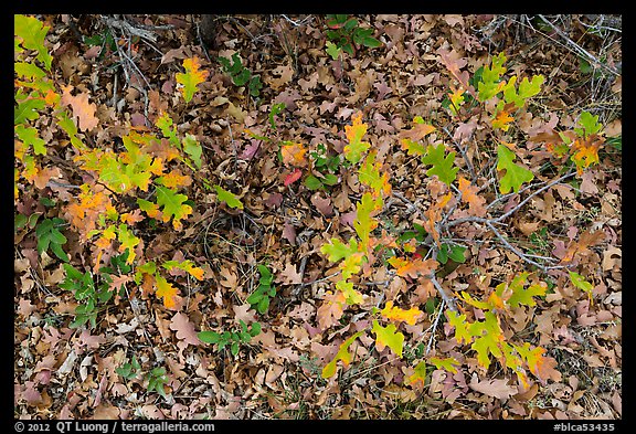 Gambel Oak and ground covered with fallen leaves. Black Canyon of the Gunnison National Park, Colorado, USA.