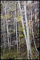 Aspen and cliff in autumn. Black Canyon of the Gunnison National Park ( color)