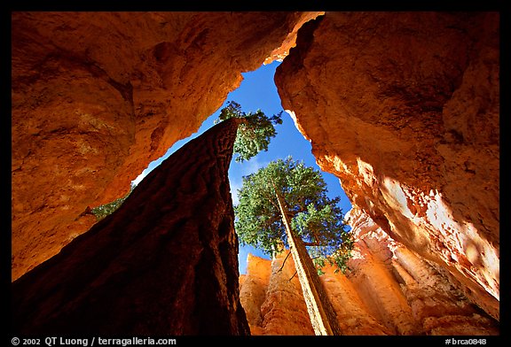 Douglas Fir in Wall Street Gorge, mid-day. Bryce Canyon National Park, Utah, USA.
