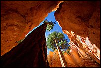 Douglas Fir in Wall Street Gorge, mid-day. Bryce Canyon National Park, Utah, USA. (color)