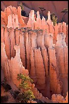 Pink Member of the Claron Formation. Bryce Canyon National Park, Utah, USA. (color)