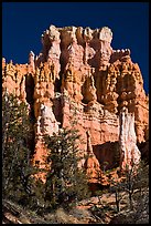 Hoodoos capped with dolomite. Bryce Canyon National Park, Utah, USA. (color)