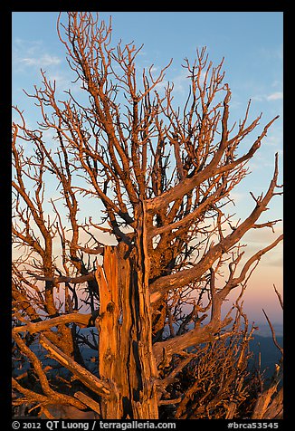 Bristlecone pine tree at sunset. Bryce Canyon National Park, Utah, USA.