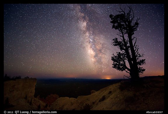 Bristlecone pine and Milky Way near Yovinpa Point. Bryce Canyon National Park, Utah, USA.