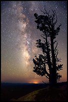 Bristlecone pine tree and Milky Way. Bryce Canyon National Park, Utah, USA.