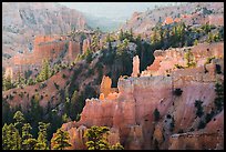 Creamsicle-colored hoodoos and conifers, Fairyland Point. Bryce Canyon National Park ( color)