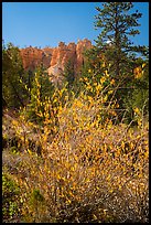 Shurbs in autumn foliage and hoodoos. Bryce Canyon National Park, Utah, USA.