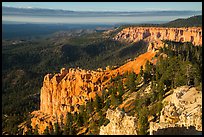 Pink cliffs and forest at sunrise from Rainbow Point. Bryce Canyon National Park ( color)