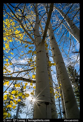 Aspens in autumn foliage and sun. Bryce Canyon National Park (color)