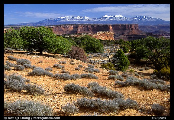 View with canyons and mountains, the Needles. Canyonlands National Park, Utah, USA.