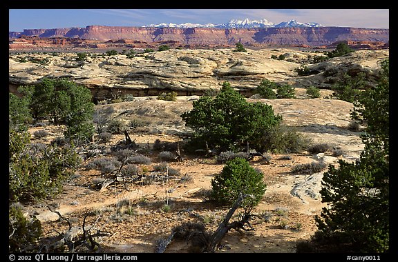 View with bare limestone table, canyons and mountains, the Needles. Canyonlands National Park, Utah, USA.