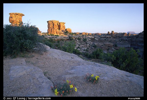 Wildflowers and towers, Big Spring Canyon overlook, sunrise, the Needles. Canyonlands National Park (color)