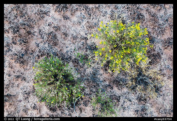 Close-up of wildflowers and cryptobiotic soil. Canyonlands National Park (color)