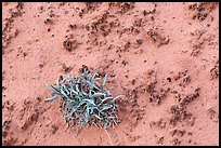 Desert shrub and cryptobiotic soil. Canyonlands National Park, Utah, USA.