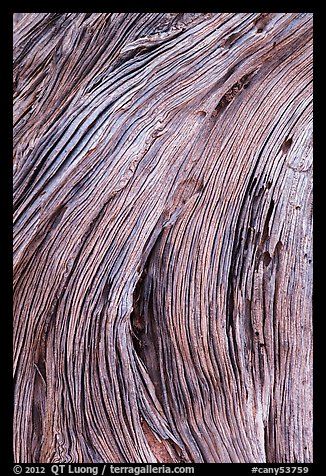 Close-up of juniper bark. Canyonlands National Park (color)