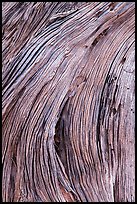 Close-up of juniper bark. Canyonlands National Park, Utah, USA. (color)