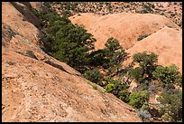 Trees amongst slickrock dones. Canyonlands National Park, Utah, USA.
