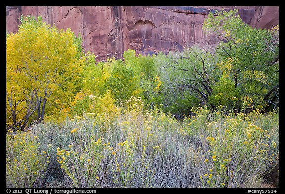 Autumn color in Horseshoe Canyon. Canyonlands National Park, Utah, USA.