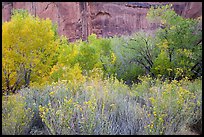 Autumn color in Horseshoe Canyon. Canyonlands National Park, Utah, USA. (color)