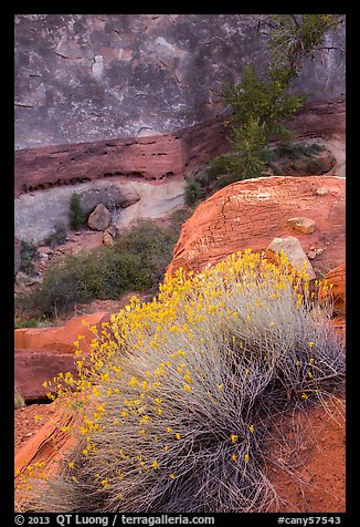 Blooming sage and rock walls in the Maze. Canyonlands National Park, Utah, USA.