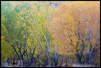 Cottonwood trees with various stage of fall foliage, Horseshoe Canyon. Canyonlands National Park, Utah, USA. (color)
