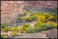 Horseshoe Canyon in autumn. Canyonlands National Park, Utah, USA. (color)