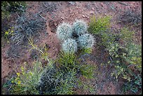 Ground close-up, cactus and wildflowers, Maze District. Canyonlands National Park, Utah, USA.