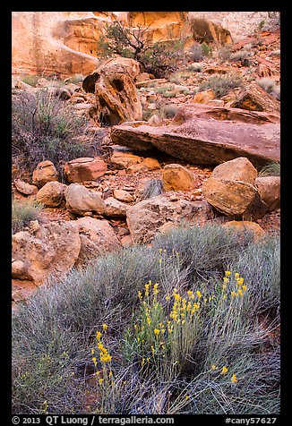 Wildflowers and rocks, the Maze. Canyonlands National Park, Utah, USA.