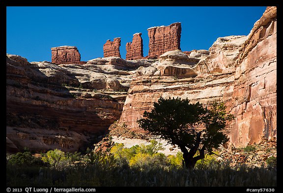 Trees below the Chocolate Drops, Maze District. Canyonlands National Park, Utah, USA.