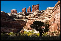 Trees below the Chocolate Drops, Maze District. Canyonlands National Park, Utah, USA.