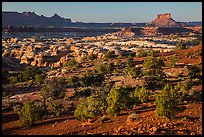Maze seen from Chimney Rock, late afternoon. Canyonlands National Park, Utah, USA. (color)
