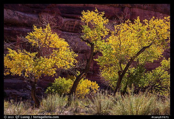 Cottonwood trees in autumn color in the Maze. Canyonlands National Park, Utah, USA.