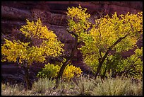 Cottonwood trees in autumn color in the Maze. Canyonlands National Park, Utah, USA. (color)