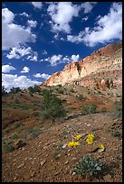 Wildflowers and Waterpocket Fold cliffs, afternoon. Capitol Reef National Park, Utah, USA.