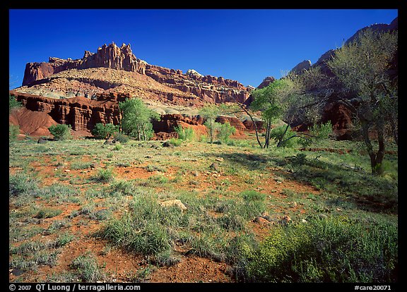 Castle Meadow and Castle, spring. Capitol Reef National Park (color)