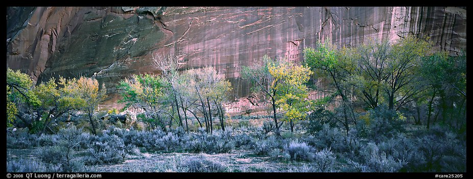 Sagebrush, trees and cliffs with desert varnish. Capitol Reef National Park (color)