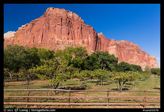Fruita orchard and cliffs in summer. Capitol Reef National Park, Utah, USA.