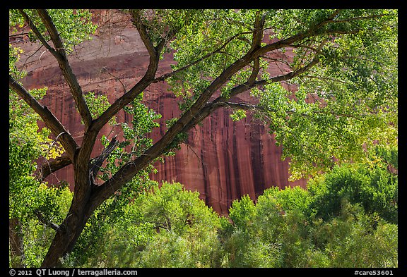 Cottonwood and red cliffs in late summer. Capitol Reef National Park (color)