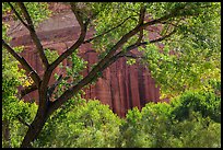 Cottonwood and red cliffs in late summer. Capitol Reef National Park, Utah, USA. (color)