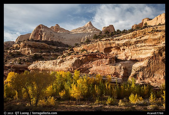 Sandstone domes tower above cottonwoods in Fremont River Gorge. Capitol Reef National Park, Utah, USA.