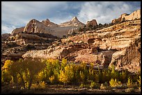 Sandstone domes tower above cottonwoods in Fremont River Gorge. Capitol Reef National Park, Utah, USA.