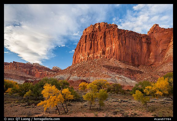 Cliffs towering above Fruita trees in autumn, sunset. Capitol Reef National Park (color)