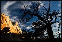 Silhouetted juniper and cliff. Capitol Reef National Park ( color)