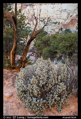 Desert vegetation on North Rim. Capitol Reef National Park (color)