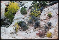 Shrubs with fall foliage and sandstone ledges. Capitol Reef National Park ( color)