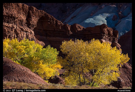 Cottonwood trees in autumn, Moenkopi Formation and Monitor Butte rocks. Capitol Reef National Park, Utah, USA.