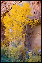 Cottonwood in fall foliage against sandstone cliff. Capitol Reef National Park, Utah, USA.