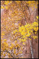 Aspen tree in autumn foliage against red cliff. Capitol Reef National Park, Utah, USA.